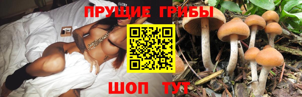 Галлюциногенные грибы Cubensis  Сертолово 